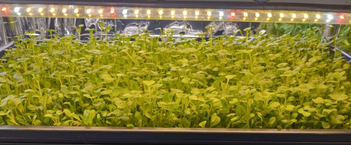 Microgreens